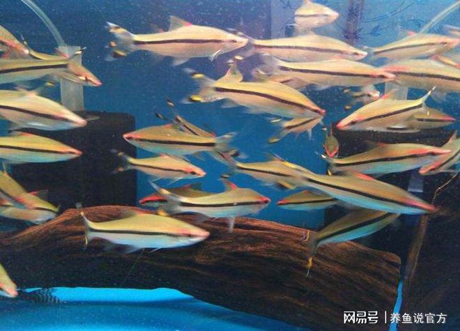 观赏四季能养鱼吗视频_观赏四季能养鱼吗_什么观赏鱼四季都能养