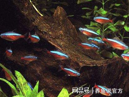 观赏四季能养鱼吗_什么观赏鱼四季都能养_观赏四季能养鱼吗视频