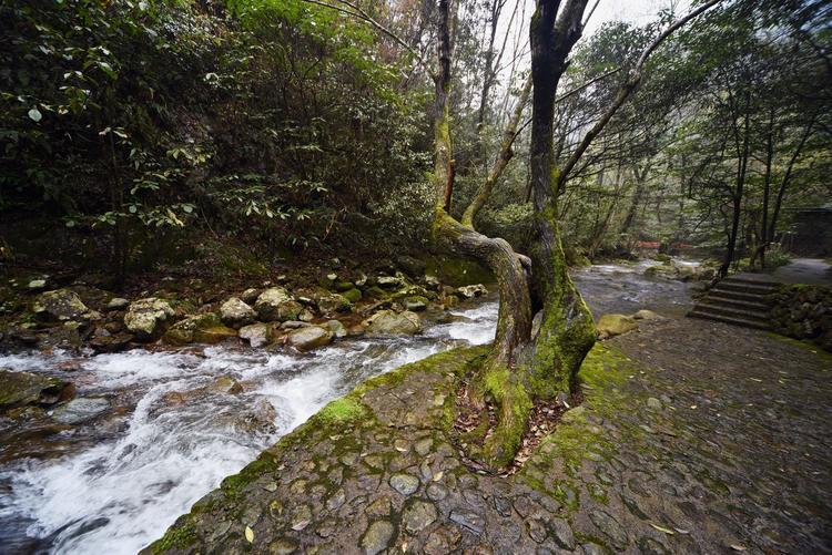 黄山庐山旅游攻略_黄山自驾攻略游庐山路线图_庐山黄山自驾游攻略