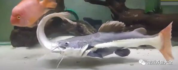 观赏鱼食可以喂吃的鱼吗_什么观赏鱼可以吃_观赏鱼可以吃鱼肉吗