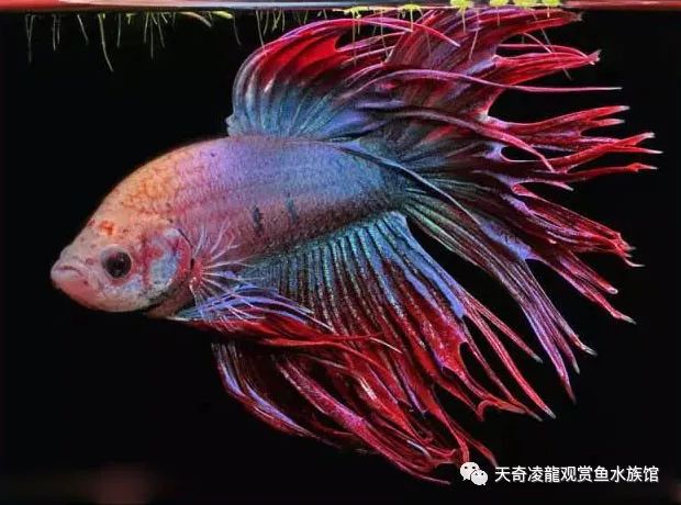 观赏鱼有寄生虫怎么治_观赏虫寄生治鱼有用吗_观赏虫寄生治鱼有哪些