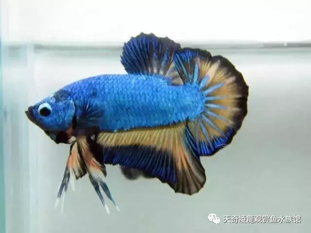 观赏虫寄生治鱼有哪些_观赏虫寄生治鱼有用吗_观赏鱼有寄生虫怎么治