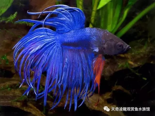 观赏鱼有寄生虫怎么治_观赏虫寄生治鱼有用吗_观赏虫寄生治鱼有哪些
