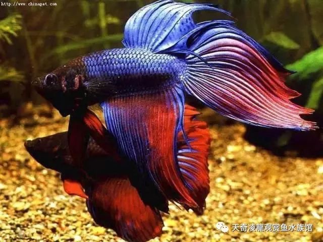 观赏鱼有寄生虫怎么治_观赏虫寄生治鱼有用吗_观赏虫寄生治鱼有哪些