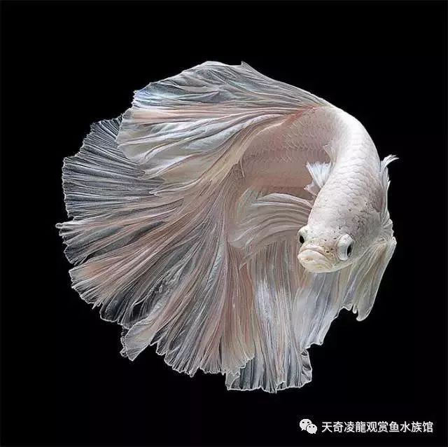 观赏鱼有寄生虫怎么治_观赏虫寄生治鱼有哪些_观赏虫寄生治鱼有用吗