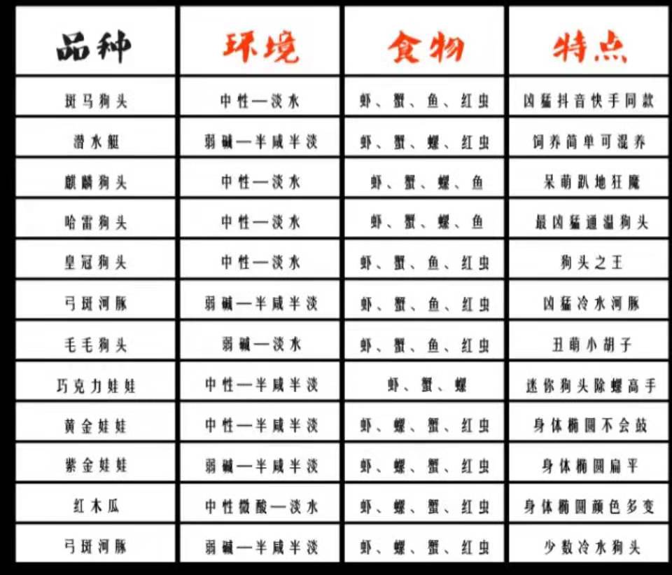 小型河豚观赏鱼_观赏鱼小河豚_观赏河豚鱼小鱼图片